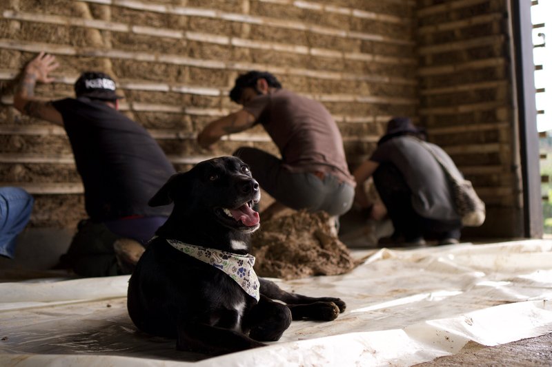 Black dog resting on white sheeting while workers apply earthen plaster to bamboo lattice wall