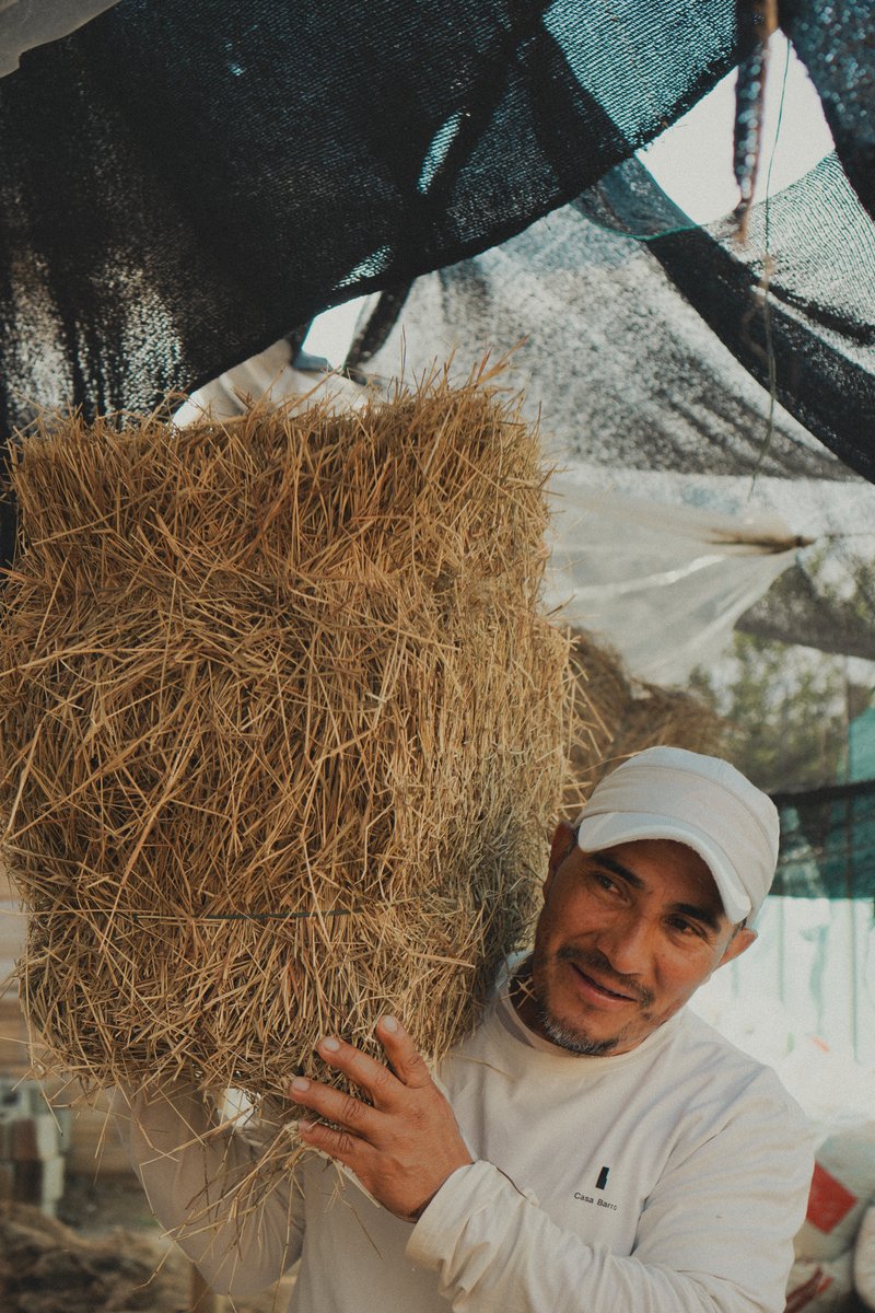 Worker holding straw bale in front of patterned textile backdrop at construction site