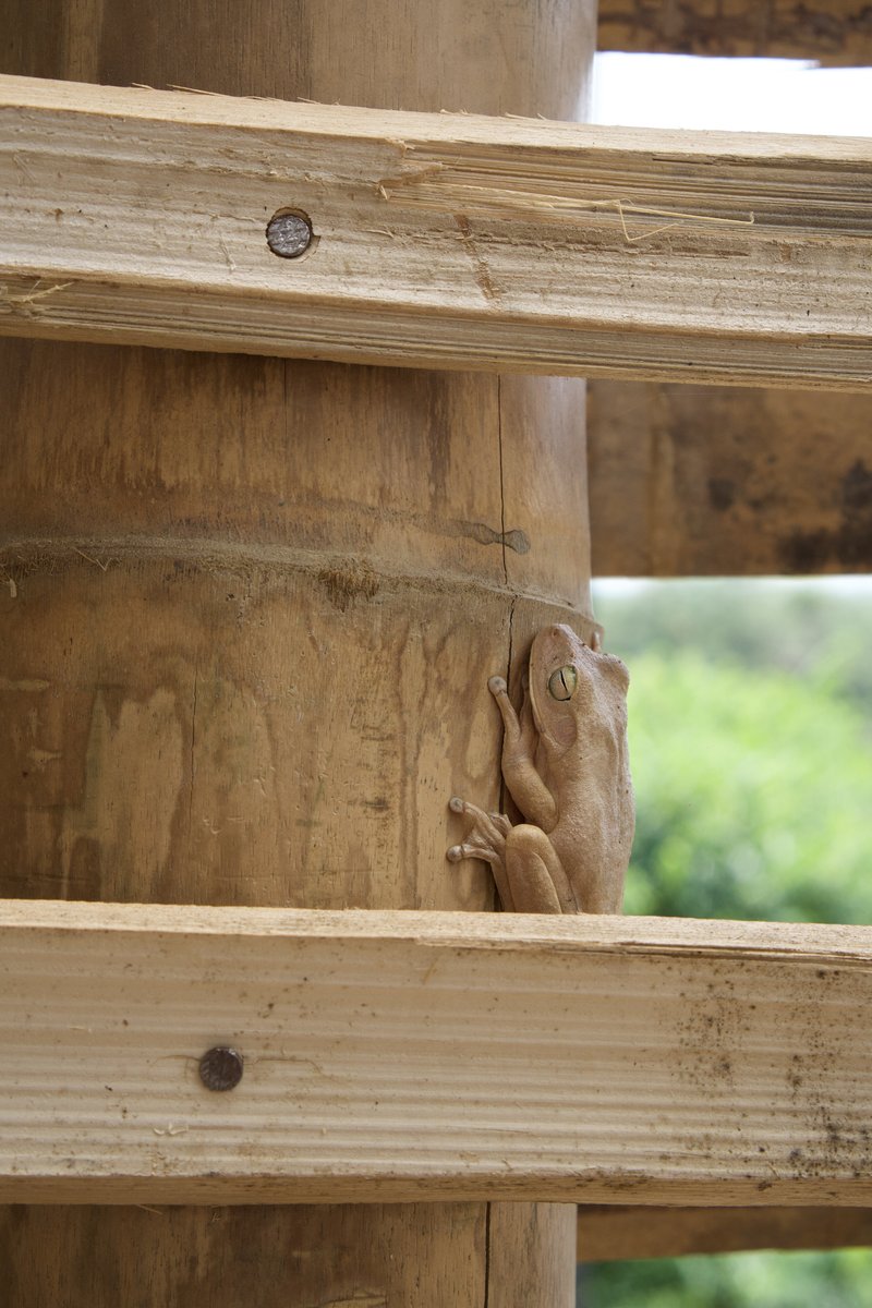 Small tree frog clinging to timber post between horizontal framing members