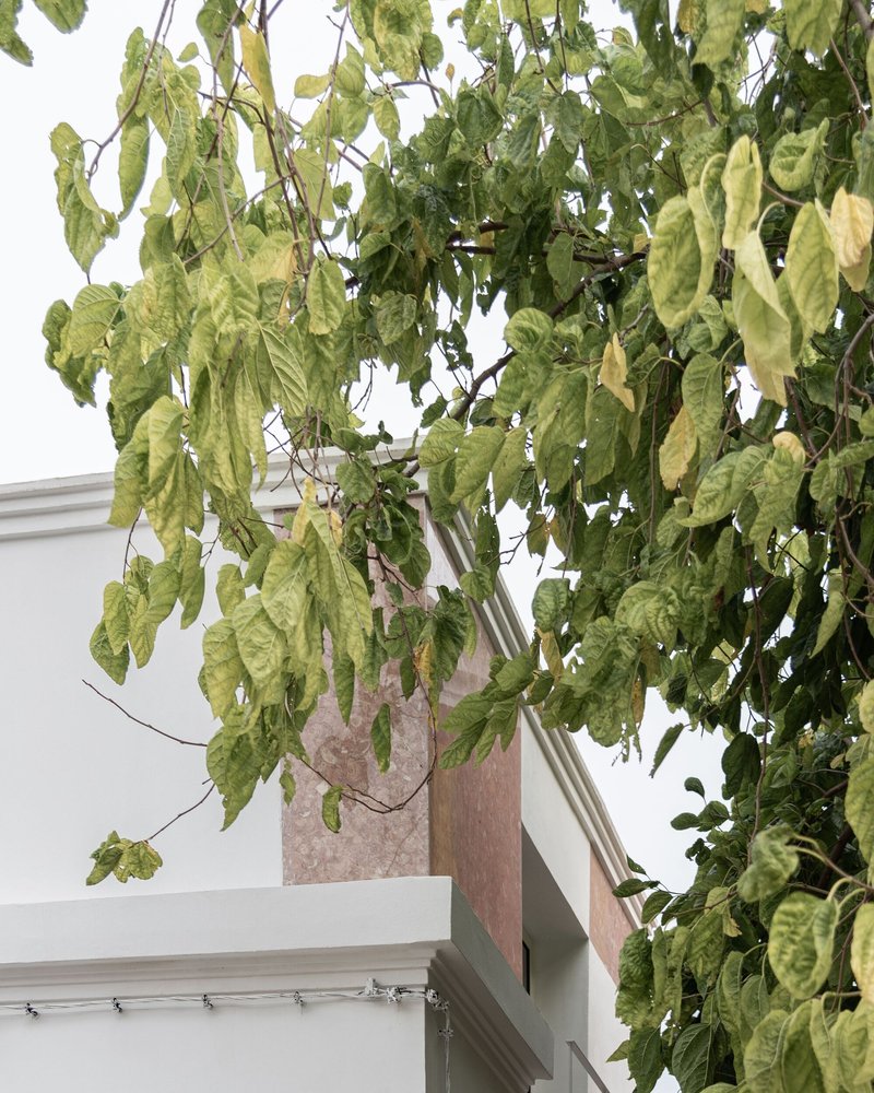 Hanging branches with yellowing leaves against a white wall and painted canvas