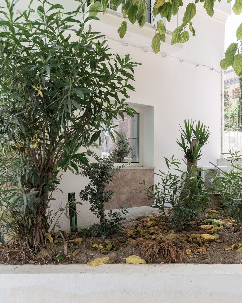 Courtyard planted bed with citrus trees and shrubs against a white stucco wall