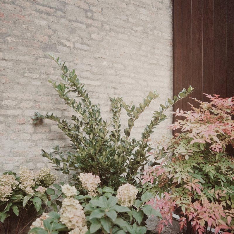 Planted bed with hydrangeas and olive branches against a whitewashed brick wall and dark timber cladding