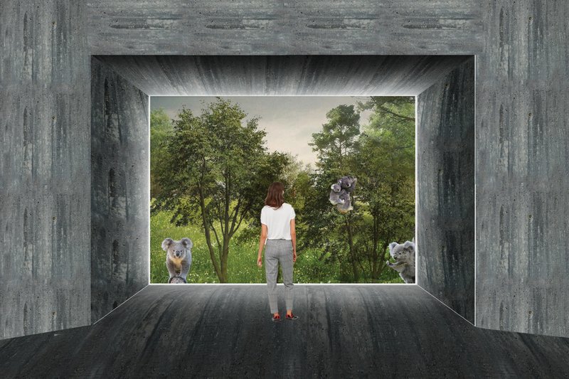 A framed viewing corridor allowing visitors to observe koalas respectfully within their natural habitat.