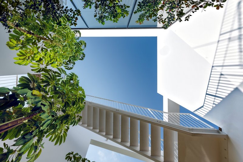 Upward view of interior courtyard with white plaster walls, steel staircase and fig tree canopy