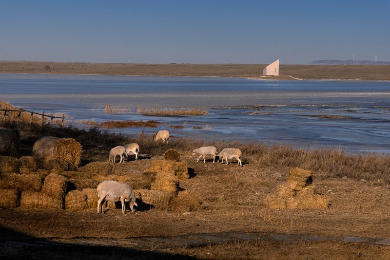 Distant view of the white gabled structure across a wetland with grazing sheep in the foreground