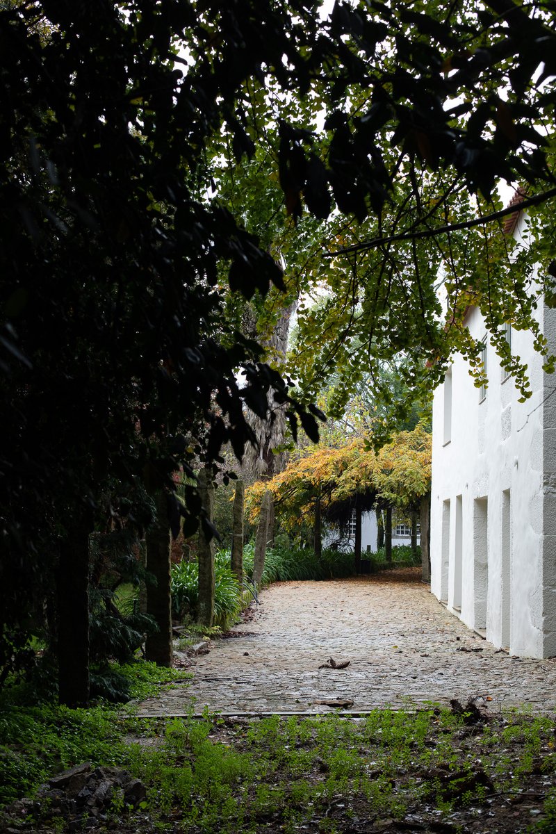 Gravel pathway lined with trees leading past a white rendered facade in dappled shade