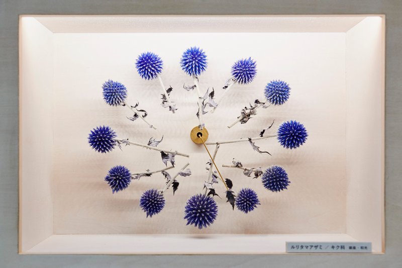 Display case containing a radial arrangement of pressed purple thistle blooms with a brass clock mechanism
