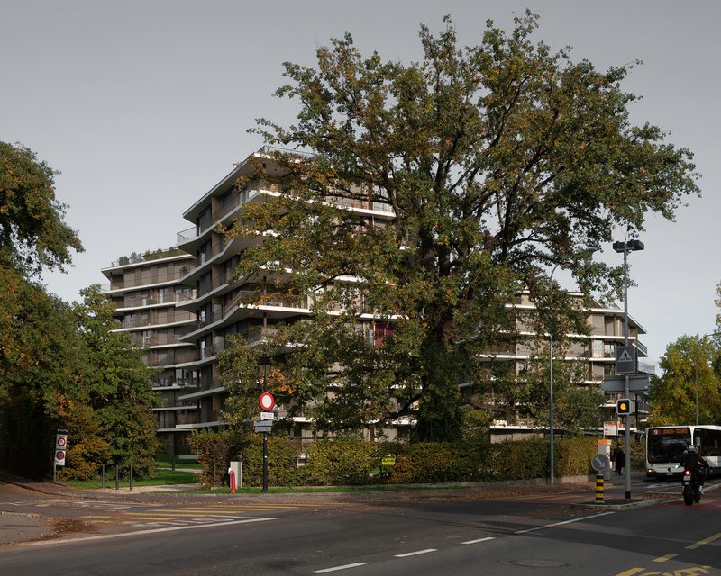 Twisting residential tower partially obscured by a large tree canopy at a street intersection
