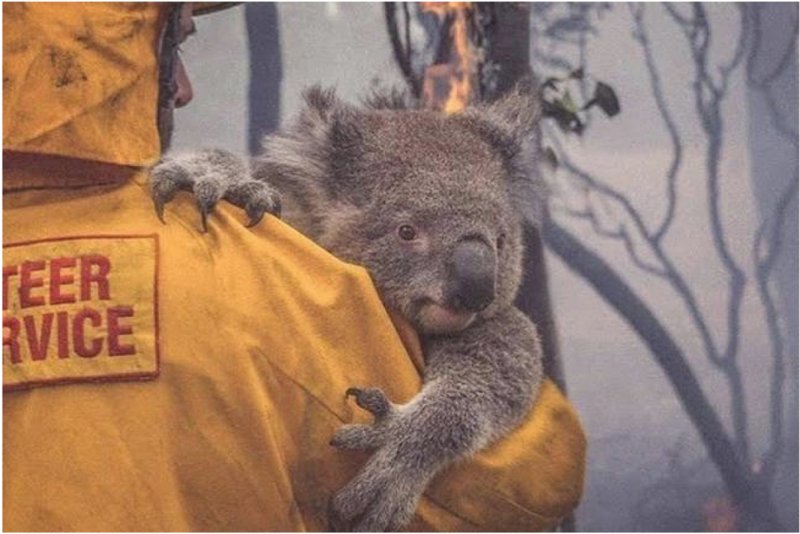 A symbol of hope as wildlife rescue efforts protect koalas during Australia's devastating bushfires.