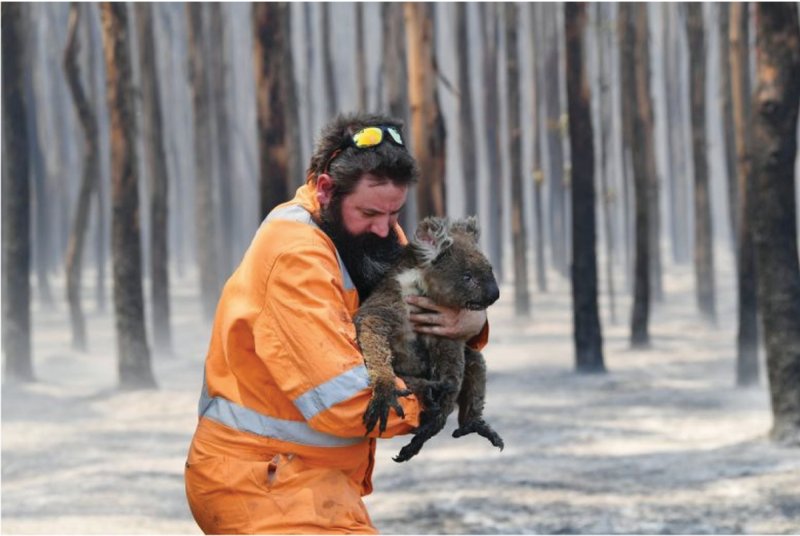 Emergency responders carry injured koalas to safety in a landscape transformed by fire.