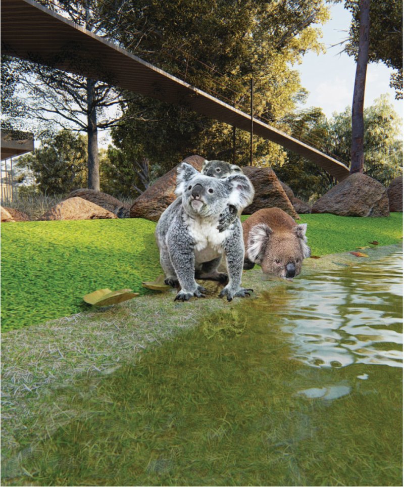 Rehabilitated koalas gather around a natural pond designed to support wildlife recovery.
