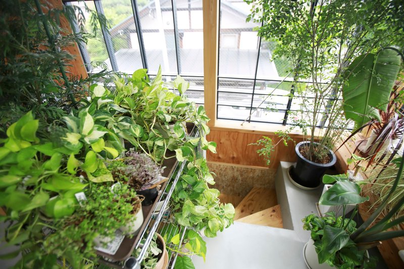 Greenhouse corner filled with potted plants below angled steel frame windows