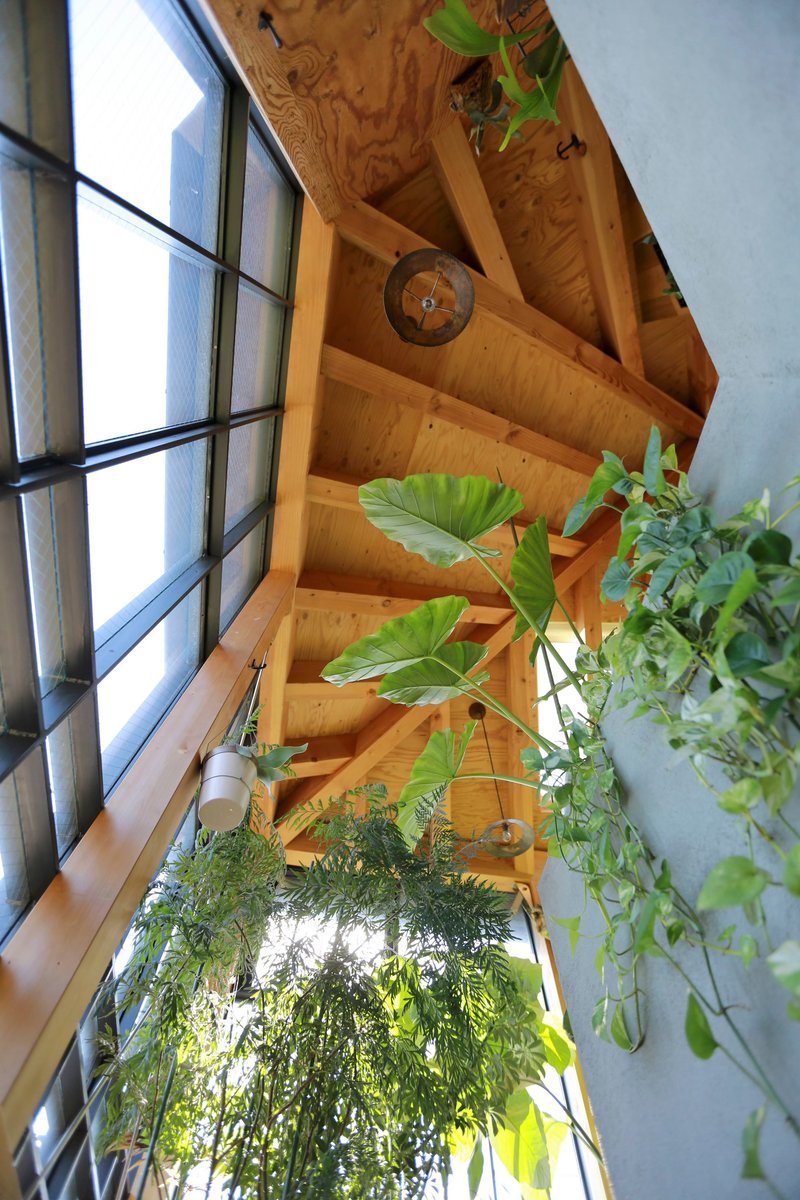 Timber staircase alongside glazed wall with hanging plants in bright natural light