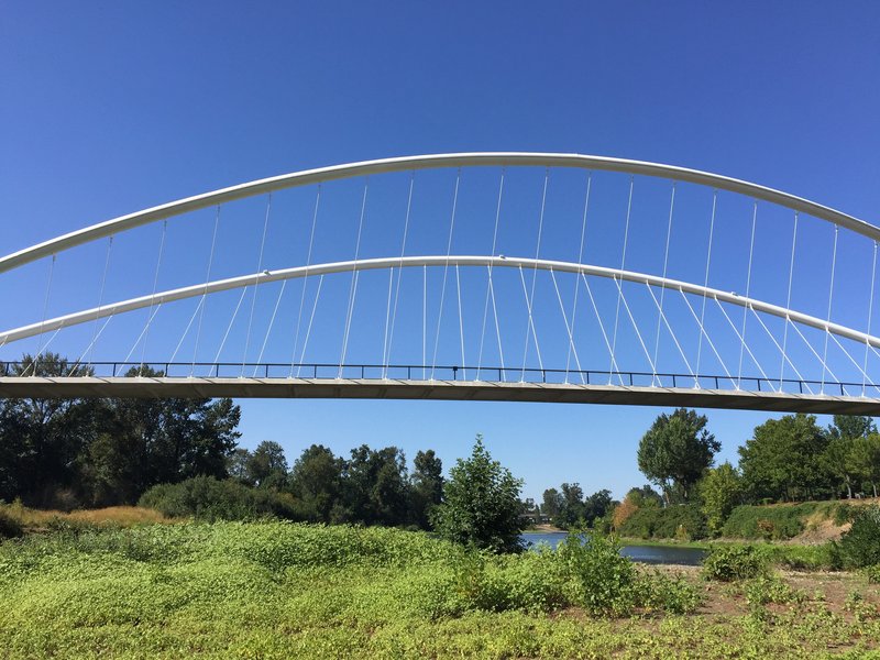 Arched bridge with steel cables and concrete deck viewed from vegetated riverbank under clear sky