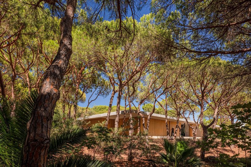 Low timber volume sheltered beneath tall pine trees and dense understory vegetation