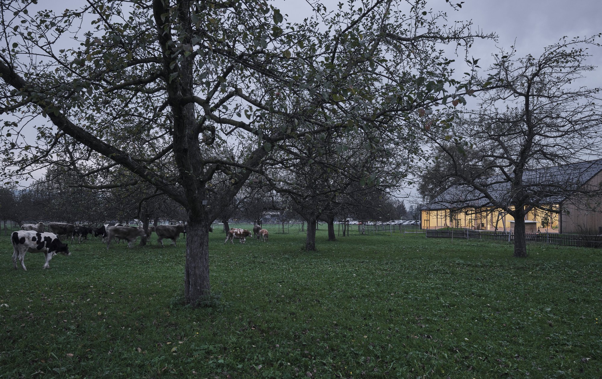 MWArchitekten Builds a Farm Kindergarten That Thinks Like a Barn in Hohenems, Austria