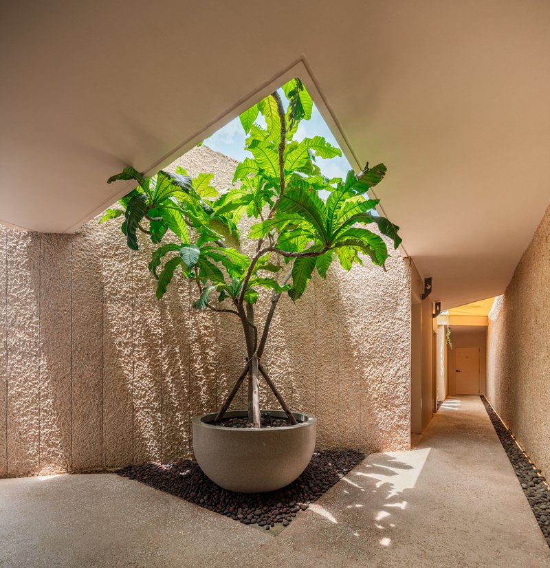 Interior courtyard with a potted fig tree beneath a triangular skylight and textured walls