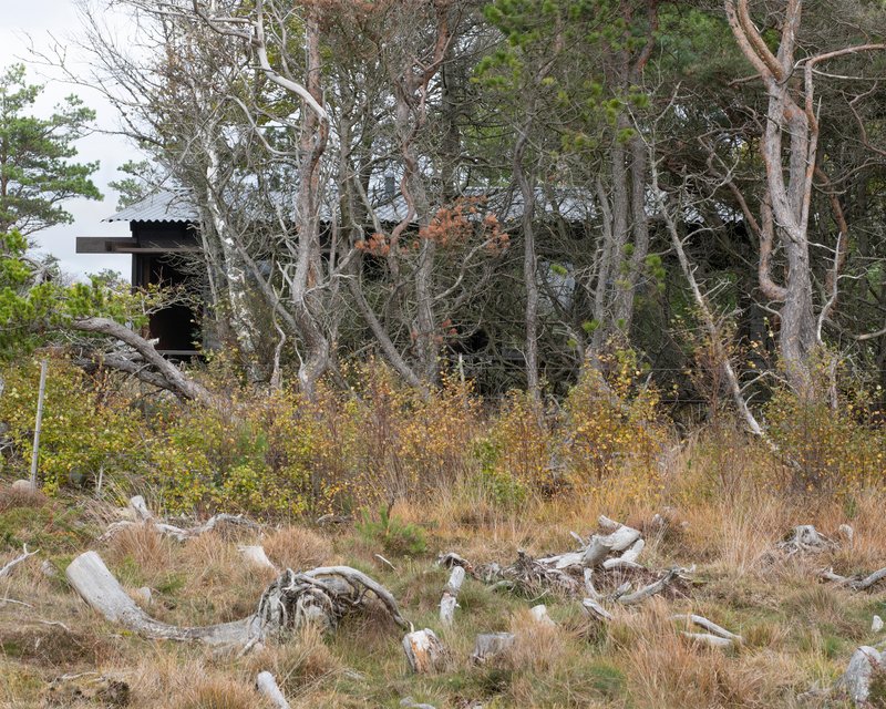 Distant view of the cabin roof through bare birch trees and autumn grasses with driftwood scattered below