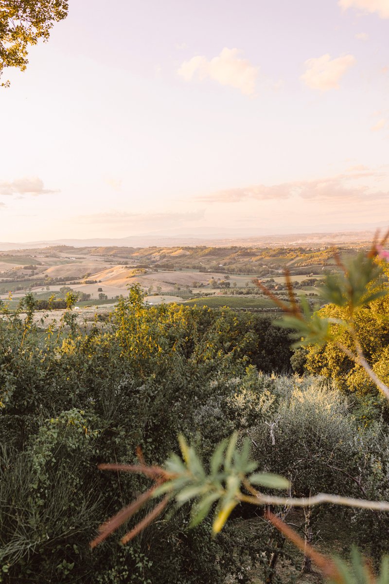 View across rolling agricultural landscape with olive groves at golden hour