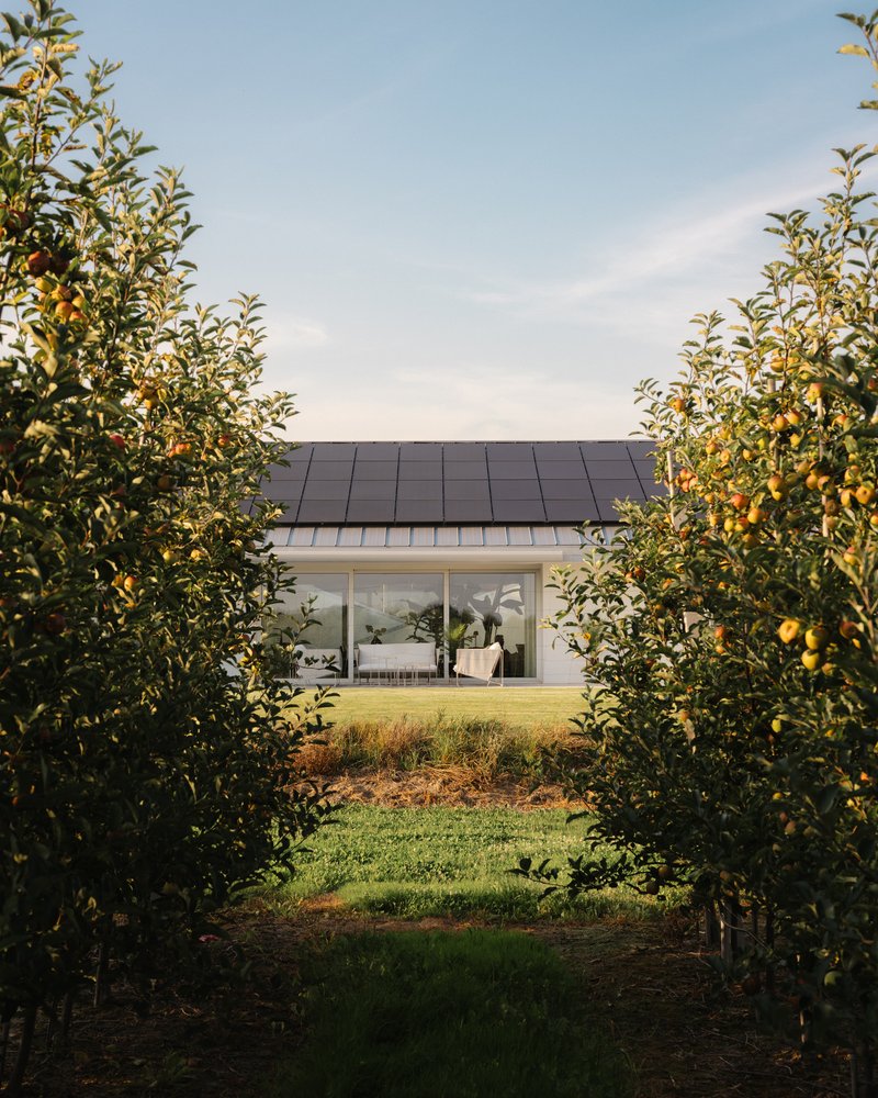 View through the orchard rows toward the glass facade and metal panel roof at golden hour