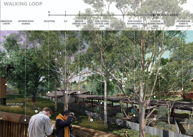 Elevated walking loop guiding visitors through koala rehabilitation zones, ecological corridors, and immersive wildlife observation experiences.