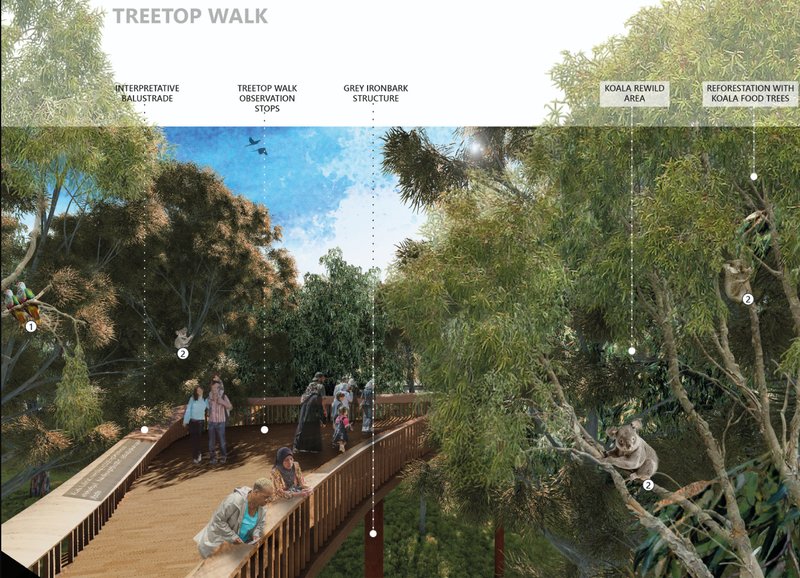 Treetop walk immersed within eucalyptus canopies, allowing close observation of koalas and restored forest ecosystems.