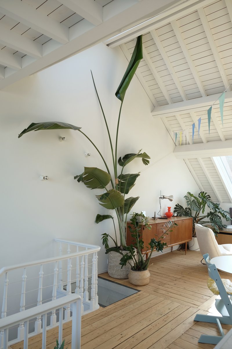 Attic interior with exposed white-painted timber ceiling beams and potted bird-of-paradise beside the stair opening