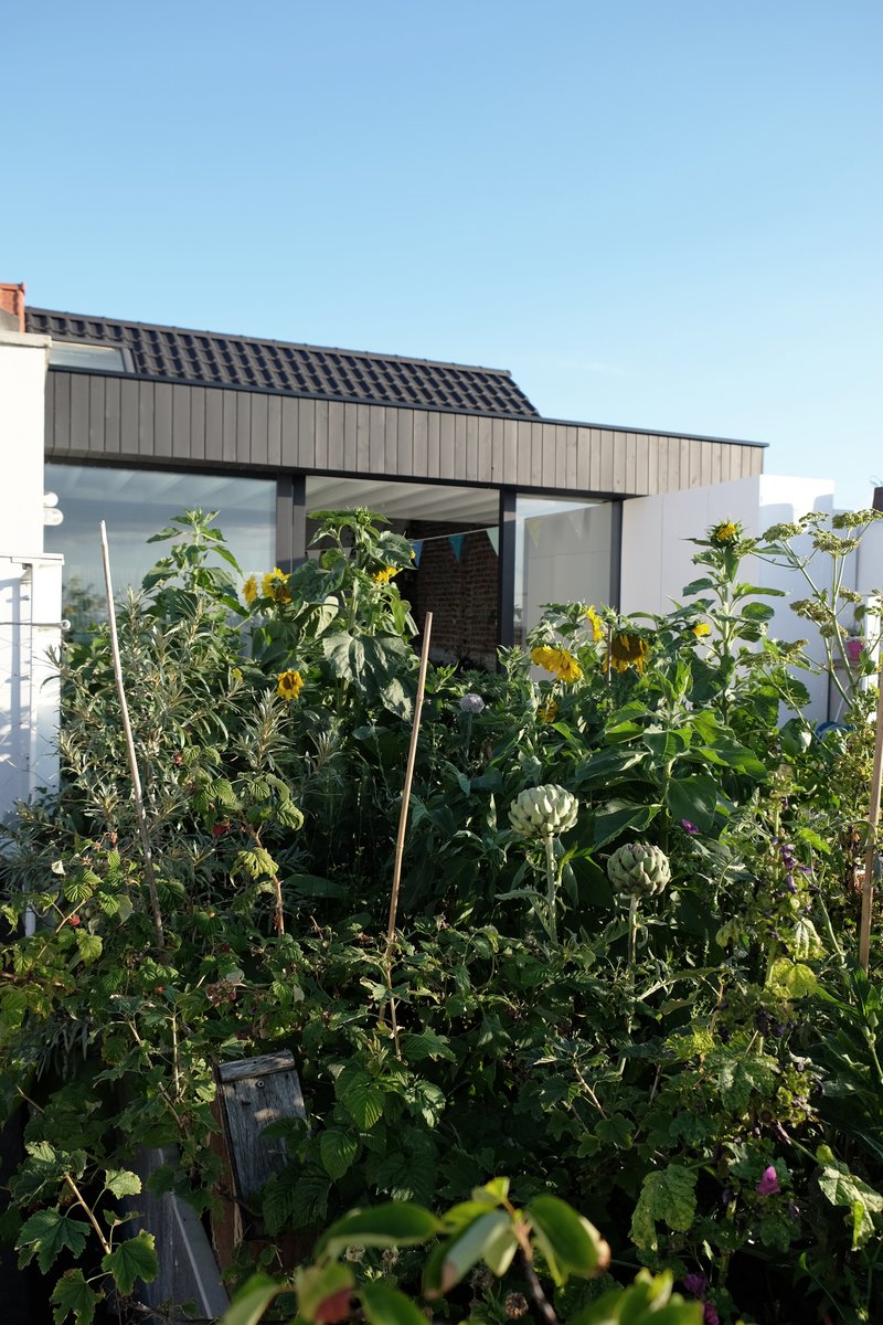 Rooftop extension with timber cladding and flat roof rising above a vegetable garden under blue sky