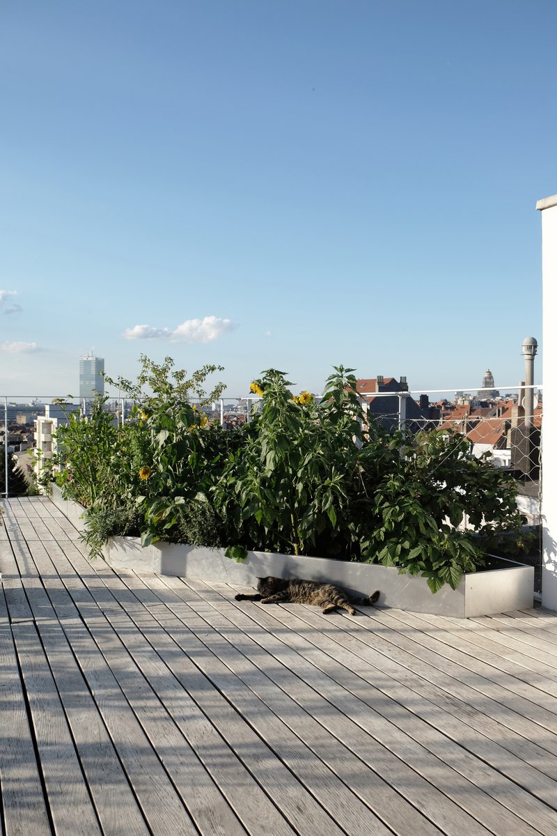 Timber deck terrace with raised planter beds and a cat resting in afternoon sun