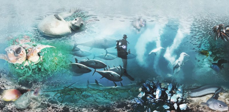 Exploring a Restored Underwater Ecosystem Through Marine Conservation Architecture