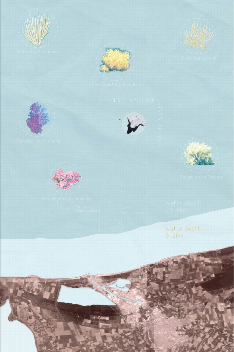 Coral biodiversity mapping informs Horizon's ecological strategy and connection to marine habitats.