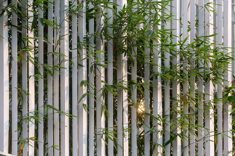 Close-up of vertical white slats with climbing vines and bamboo foliage filtering evening light