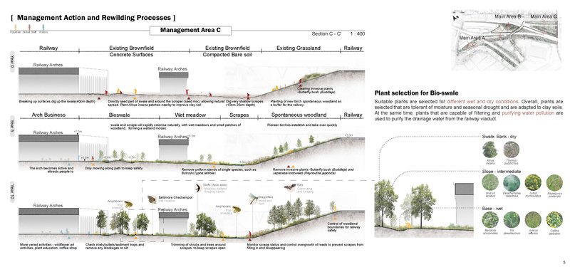 Rewilding Processes of Area C