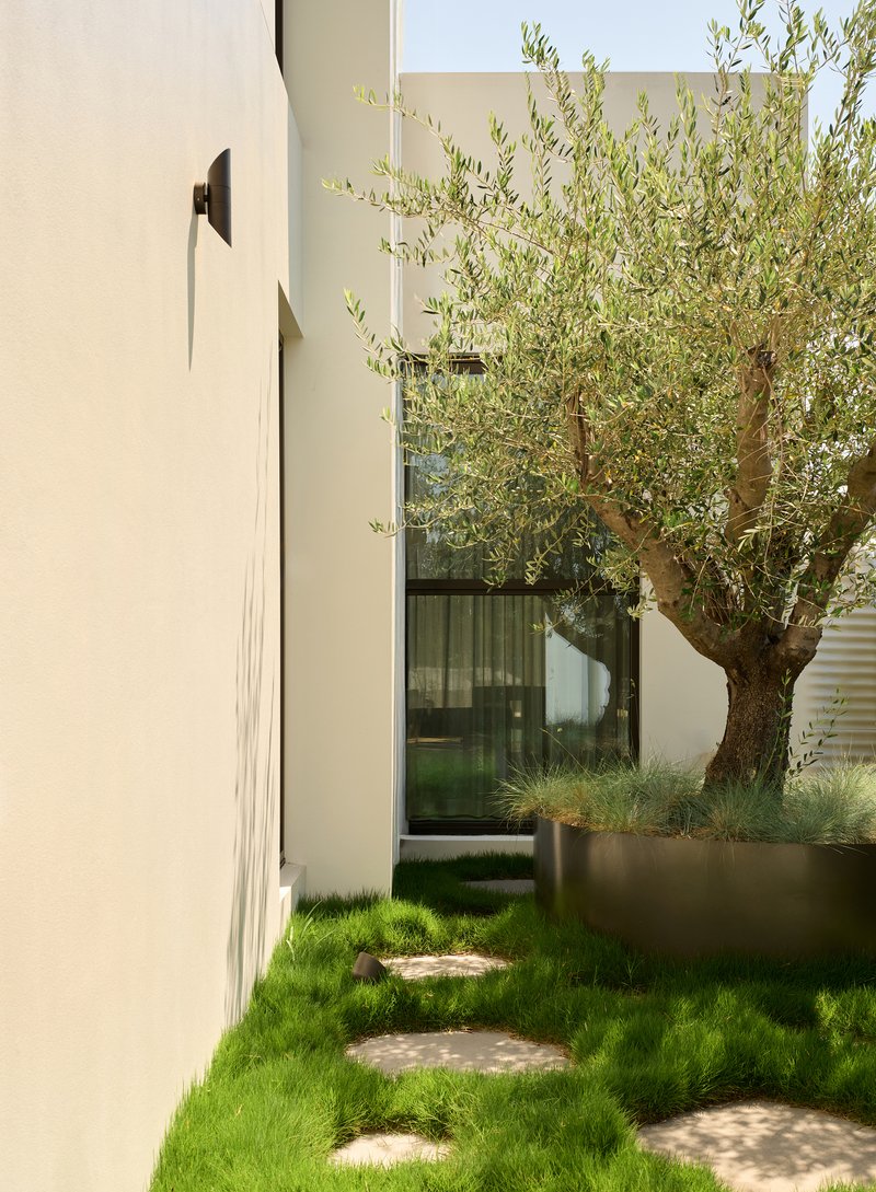 Side courtyard with stone stepping path through lawn and an established olive tree beside glazed wall
