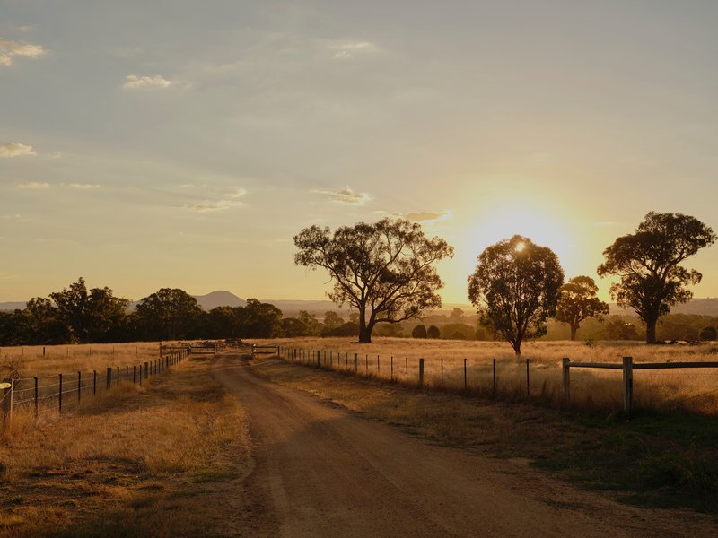 Dirt access road flanked by fencing and scattered trees at golden hour in rural landscape