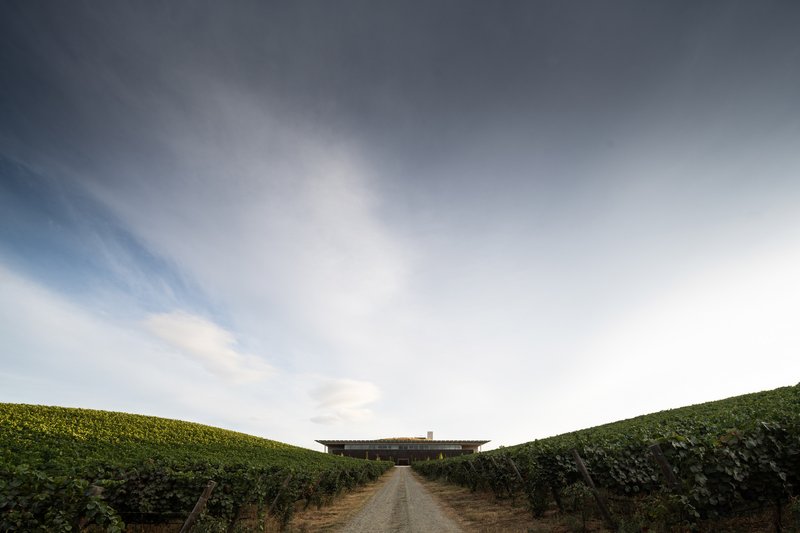 Dirt path between vineyard rows leading to horizontal facility under pale overcast sky