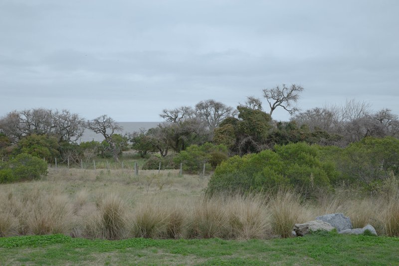 Coastal landscape with grasses, native trees and distant structure under overcast sky