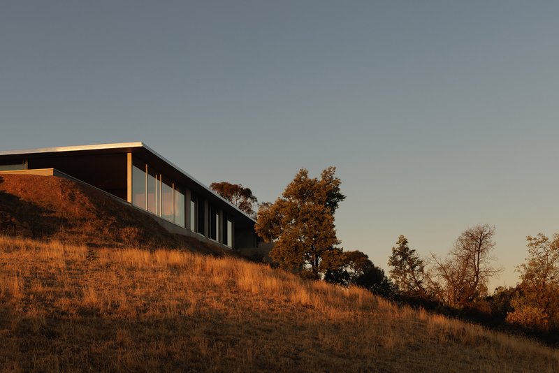 Hillside elevation of the dark metal-clad volume set among eucalyptus trees in golden hour light