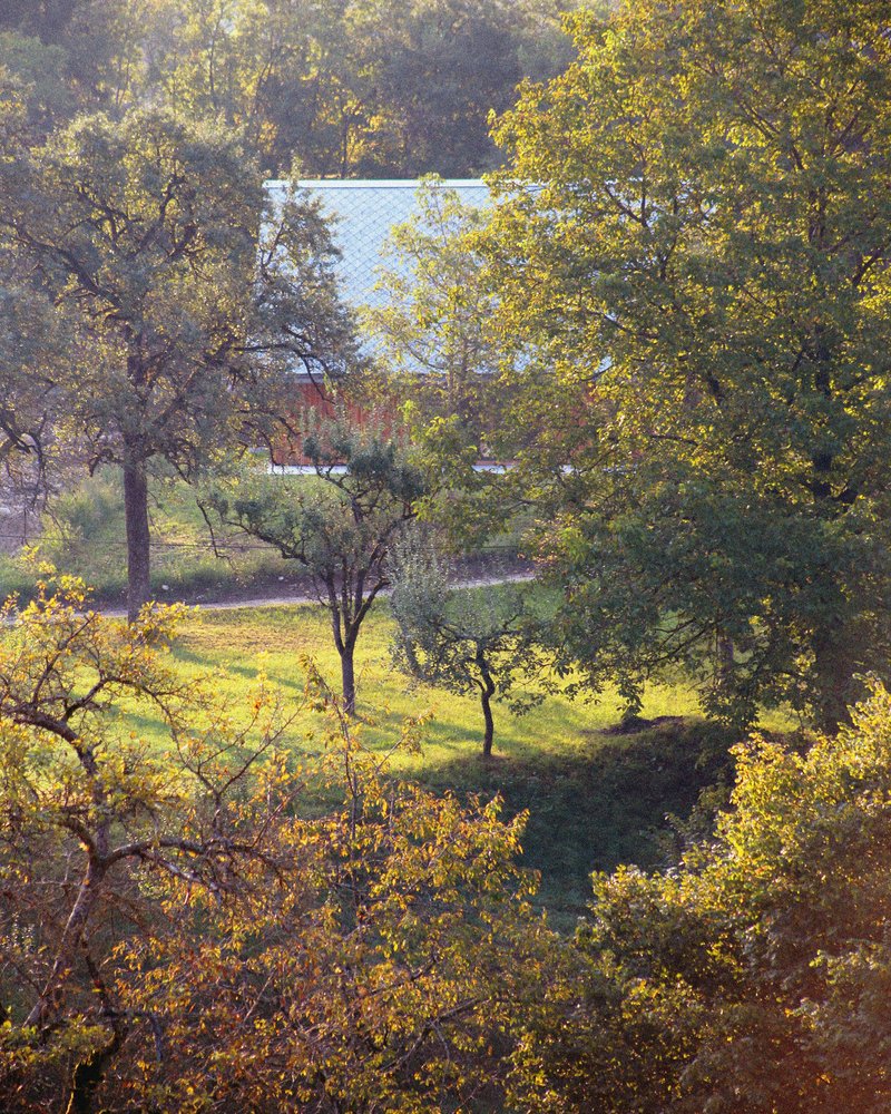 Distant view of a house roof glimpsed through fruit trees in golden afternoon light