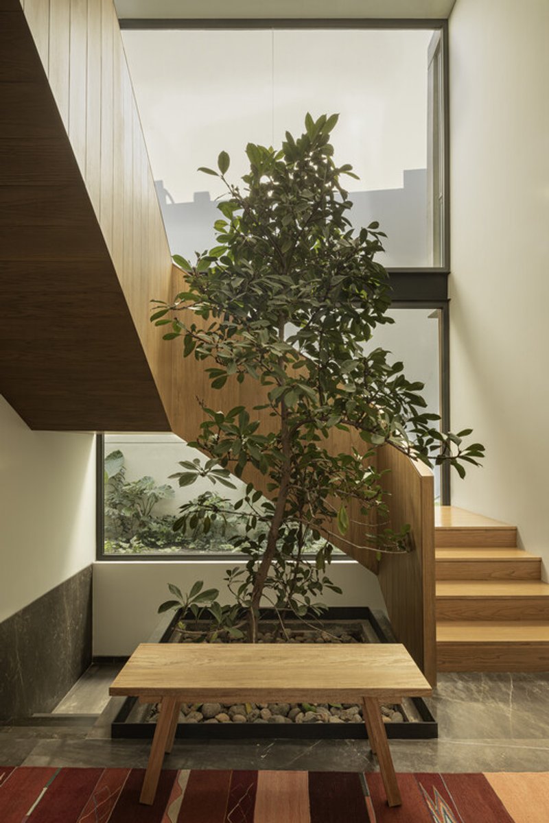Interior stairwell with planted tree in gravel bed beside timber stairs under skylight