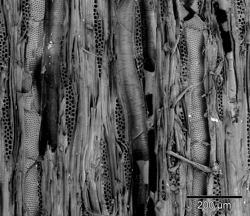 Physical prototype demonstrating curvature activation through material programming rather than mechanical force.