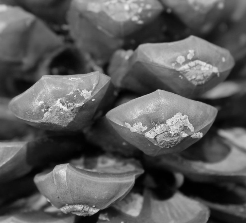 Material weathering and surface articulation observed at the micro scale, emphasizing natural transformation processes.