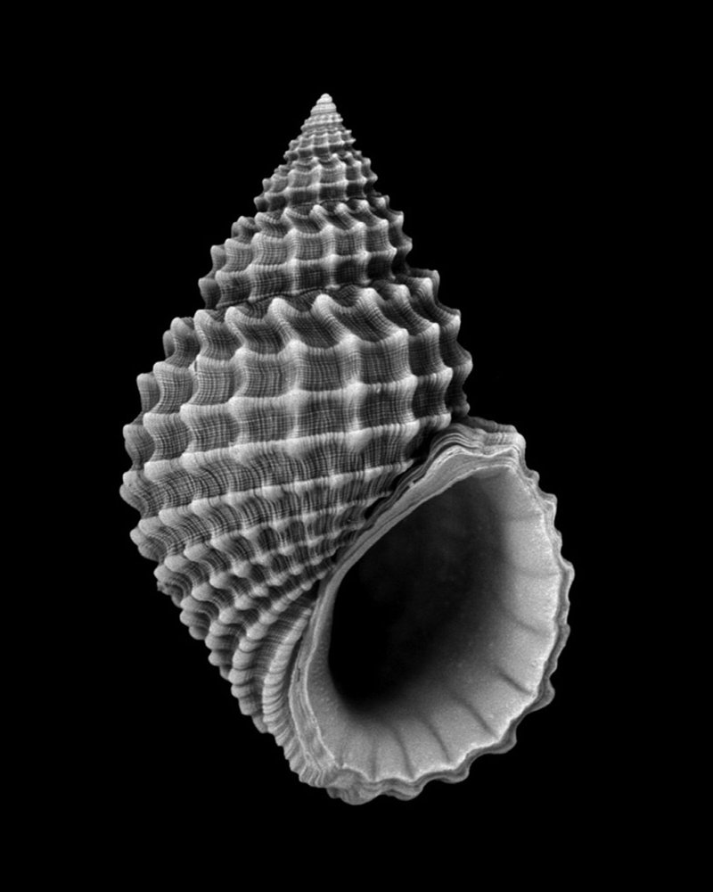 Natural morphologies as geometric inspiration, highlighting layered curvature and material growth patterns.