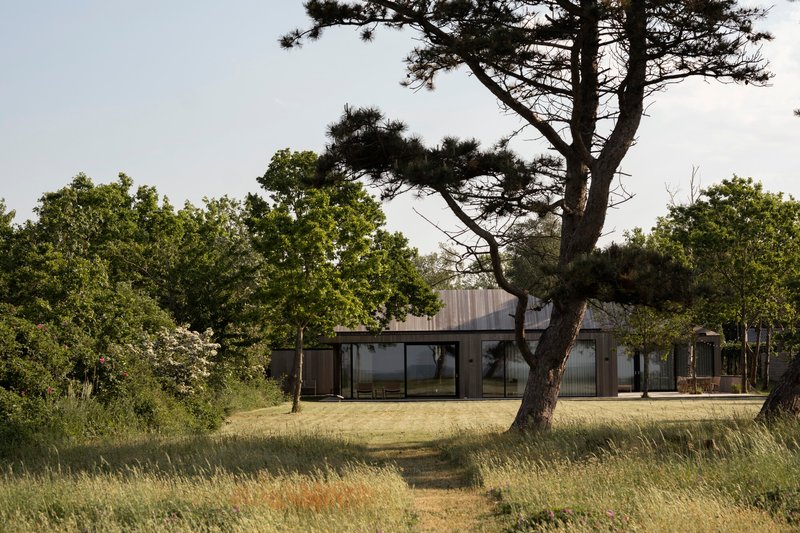 Distant view of the horizontal volume with translucent glazing framed by a windswept pine tree in late afternoon