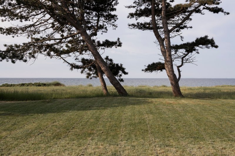 Two windswept pines in a coastal meadow with calm water visible beyond the grasses