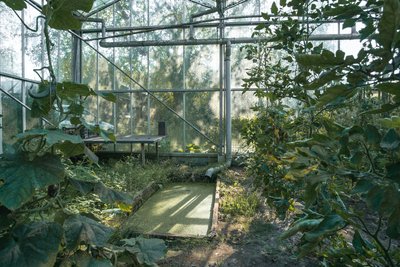This image showcases the interior of a greenhouse, where vegetation thrives amidst a metal frame and