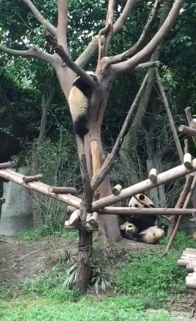 &nbsp;A panda is climbing the tree.