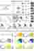 site analysis