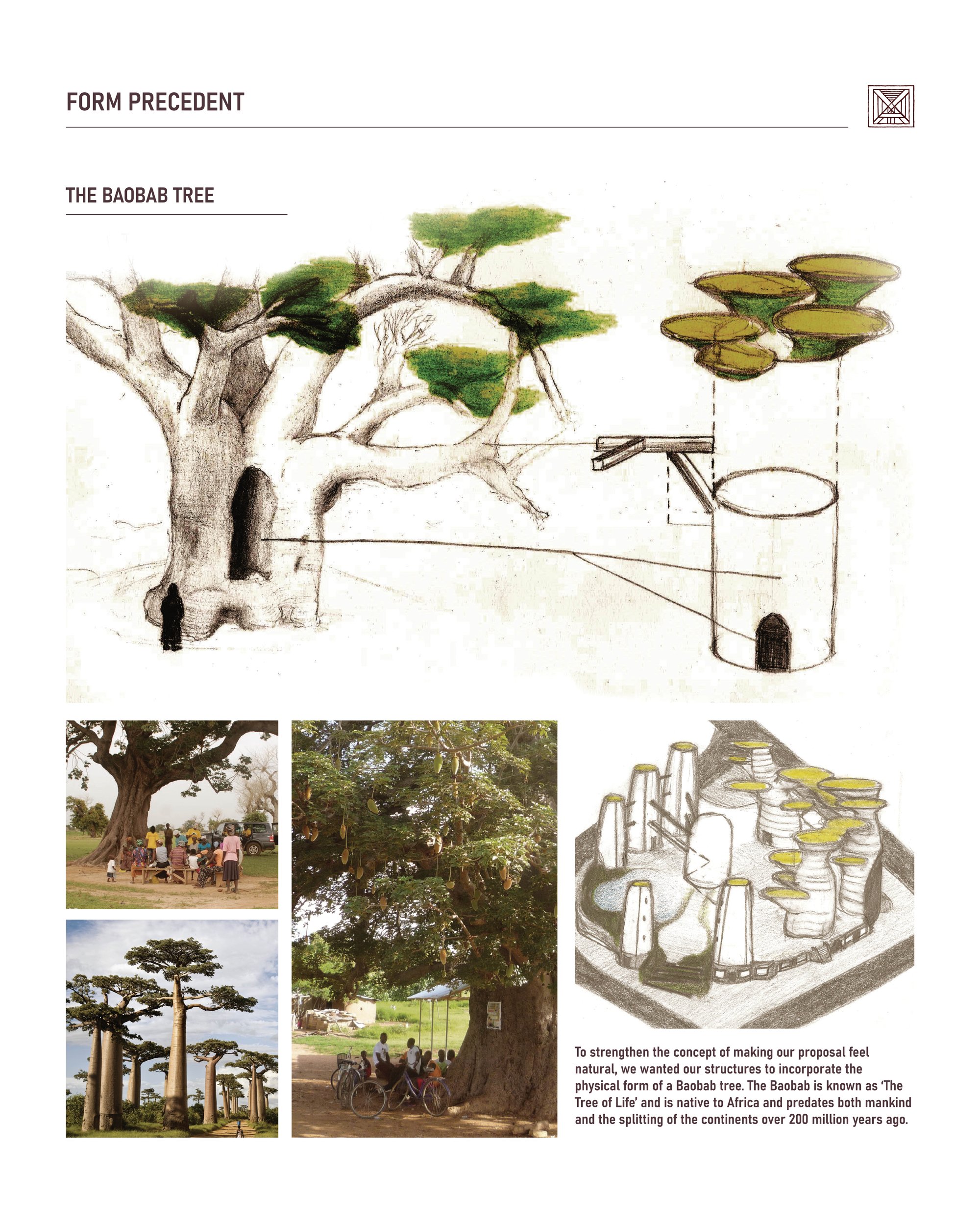 The Baobab Tree