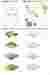 MORPHOGENESIS